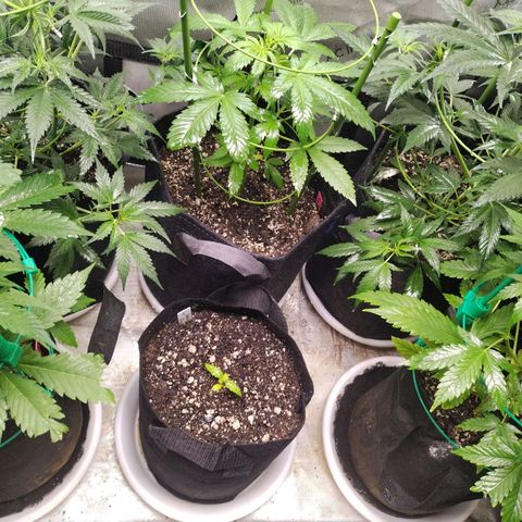 Mix Pack  #3 growlog timeline photo