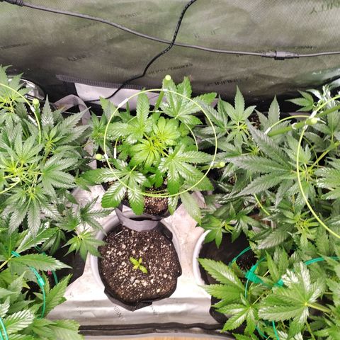 Mix Pack  #3 growlog timeline photo