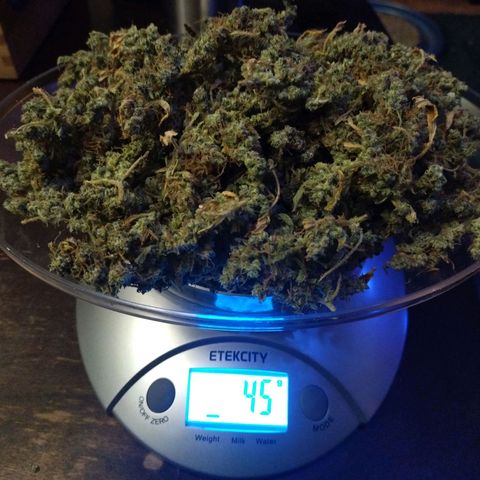 Forbidden Runtz  #1 growlog photo: 45 grams 