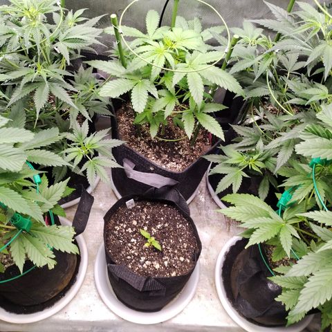 Mix Pack  #3 growlog timeline photo