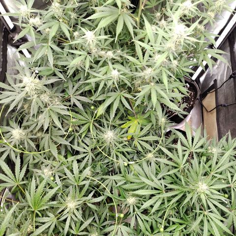 Amnesia Zkittlez  #3 growlog timeline photo