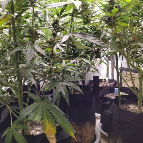 Amnesia Zkittlez  #3 growlog timeline photo