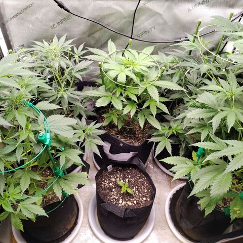 Mix Pack  #3 growlog timeline photo