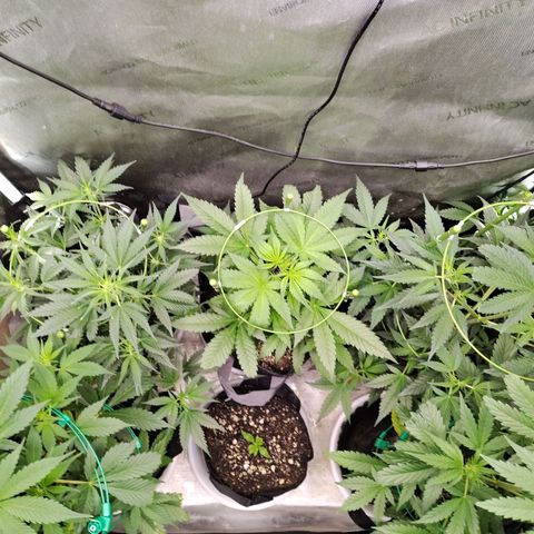 Mix Pack  #3 growlog timeline photo
