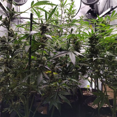 Amnesia Zkittlez  #3 growlog timeline photo