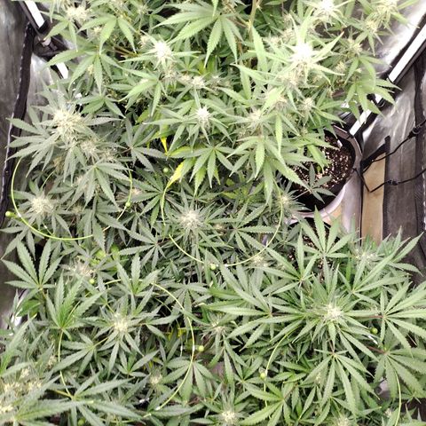 Amnesia Zkittlez  #3 growlog timeline photo