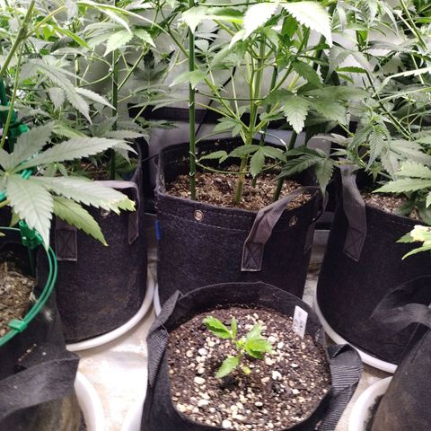 Mix Pack  #3 growlog timeline photo