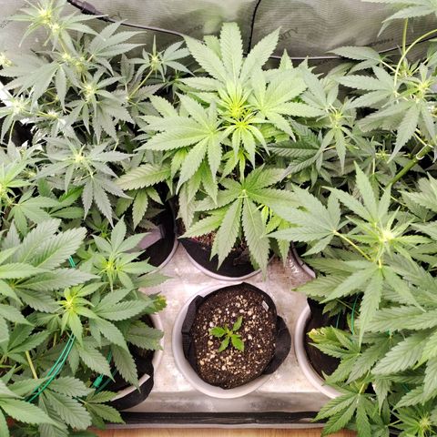 Mix Pack  #3 growlog timeline photo