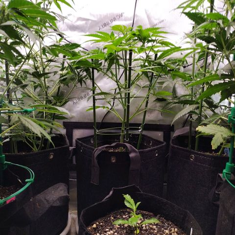 Mix Pack  #3 growlog photo: After Lollipopping 