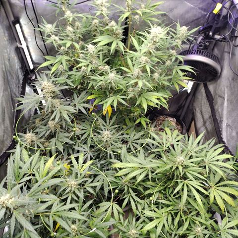 Amnesia Zkittlez  #3 growlog timeline photo