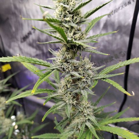 Amnesia Zkittlez  #3 growlog timeline photo