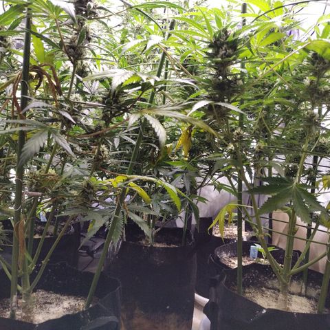 Amnesia Zkittlez  #3 growlog timeline photo