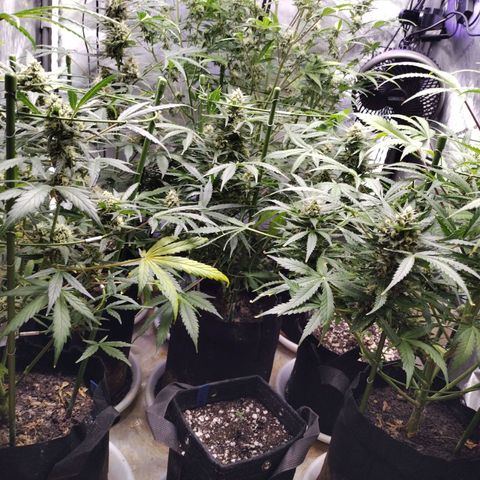 Amnesia Zkittlez  #3 growlog photo: After Transplant 