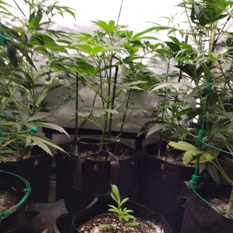 Mix Pack  #3 growlog timeline photo