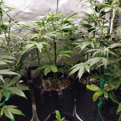 Amnesia Zkittlez  #3 growlog timeline photo