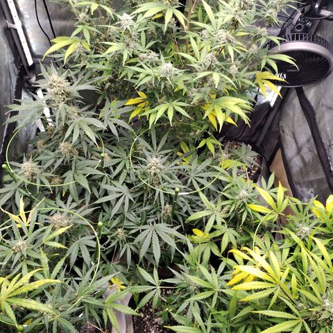 Amnesia Zkittlez  #3 growlog timeline photo