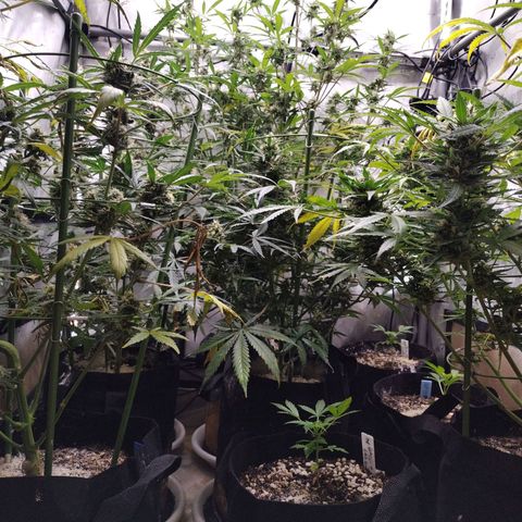Amnesia Zkittlez  #3 growlog timeline photo