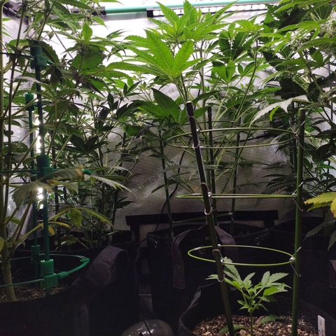 Mix Pack  #3 growlog timeline photo
