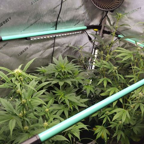 Mix Pack  #3 growlog timeline photo