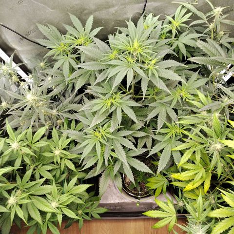 Mix Pack  #3 growlog timeline photo