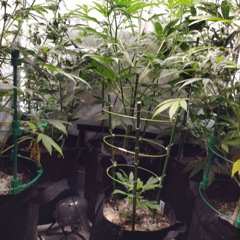 Mix Pack  #3 growlog timeline photo