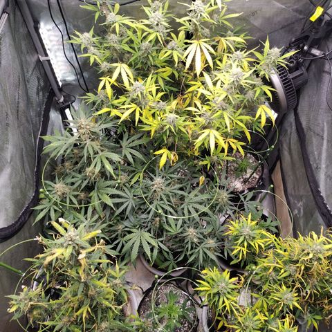 Amnesia Zkittlez  #3 growlog timeline photo