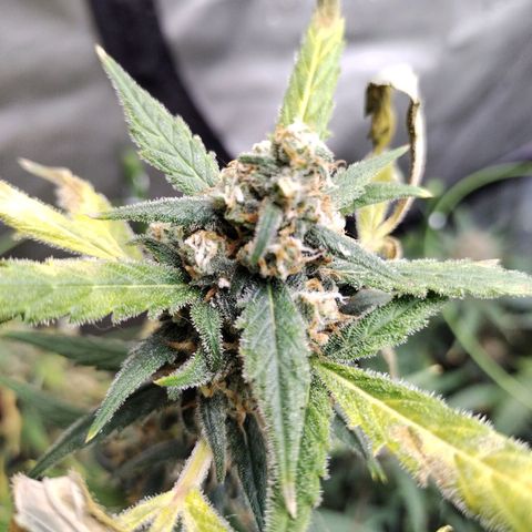 Amnesia Zkittlez  #3 growlog timeline photo