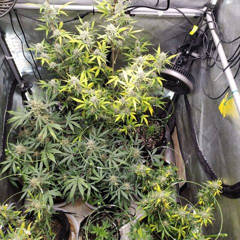Amnesia Zkittlez  #3 growlog photo: After Defoliation 