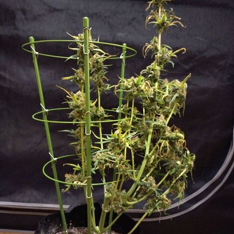 Amnesia Zkittlez  #3 growlog photo: Harvest 