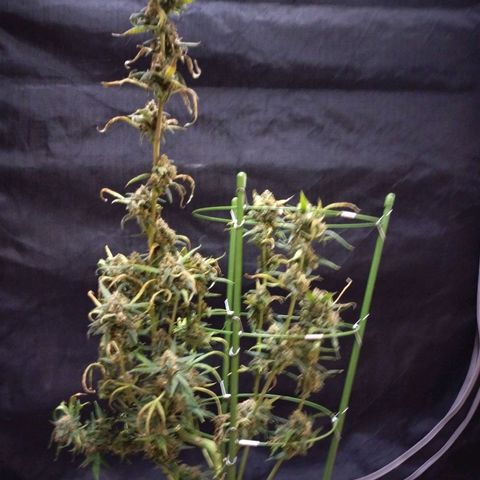 Amnesia Zkittlez  #3 growlog photo: Harvest 