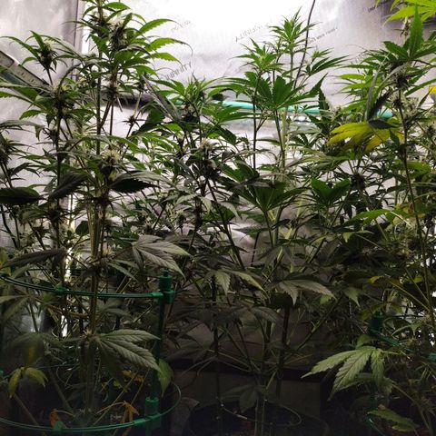 Mix Pack  #3 growlog timeline photo