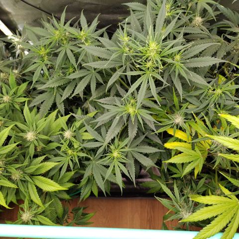 Mix Pack  #3 growlog timeline photo