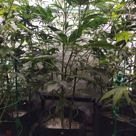 Mix Pack  #3 growlog timeline photo