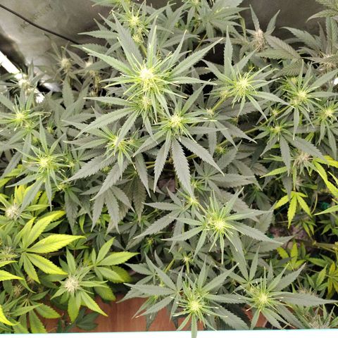 Mix Pack  #3 growlog timeline photo