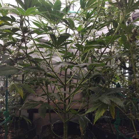 Mix Pack  #3 growlog photo: Before Lollipopping 