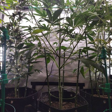 Mix Pack  #3 growlog photo: After Lollipopping 