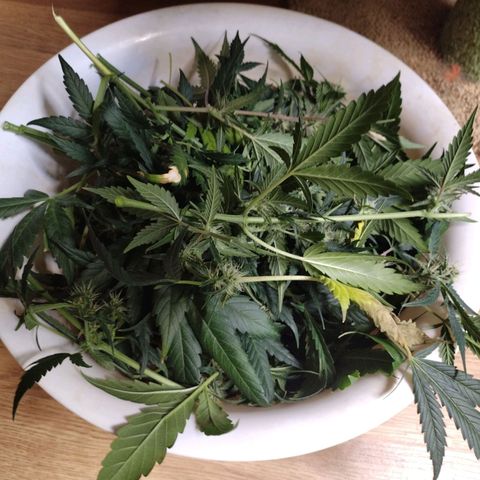 Mix Pack  #3 growlog photo: After Lollipopping 