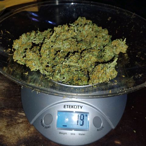 Amnesia Zkittlez  #3 growlog photo: 19 grams 