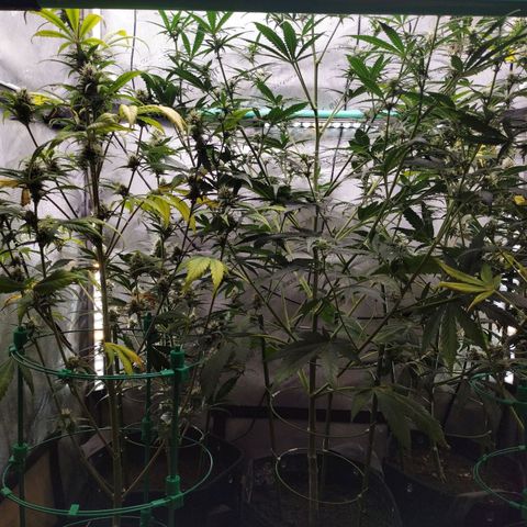 Mix Pack  #3 growlog timeline photo