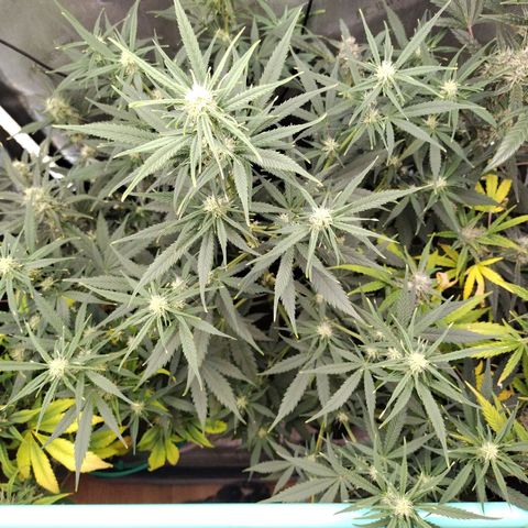 Mix Pack  #3 growlog timeline photo
