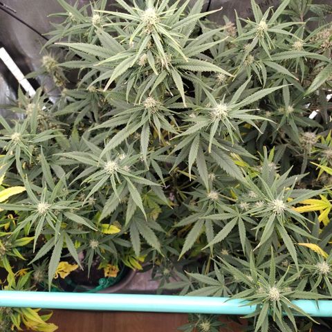 Mix Pack  #3 growlog timeline photo