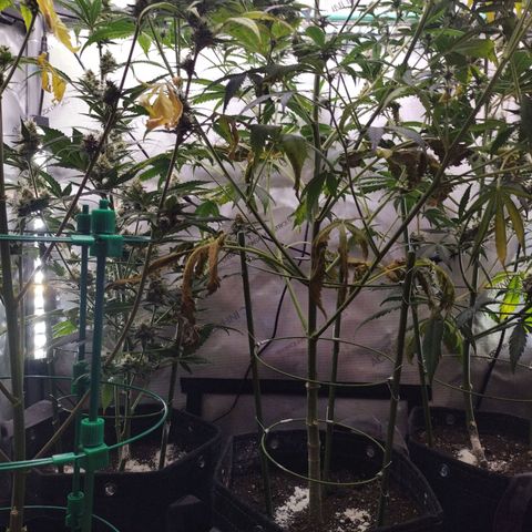 Mix Pack  #3 growlog timeline photo