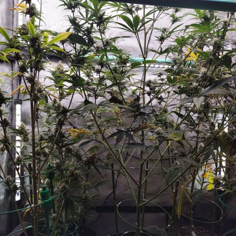 Mix Pack  #3 growlog timeline photo