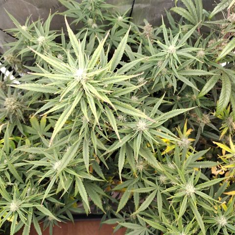 Mix Pack  #3 growlog timeline photo