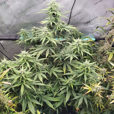 Mix Pack  #3 growlog timeline photo