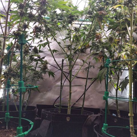Mix Pack  #3 growlog timeline photo