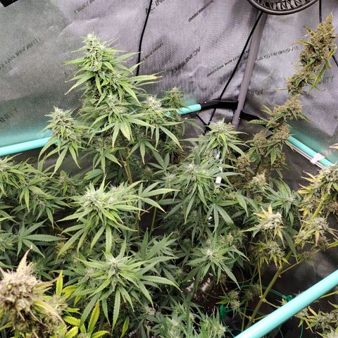 Mix Pack  #3 growlog photo: Defoliation before harvest 