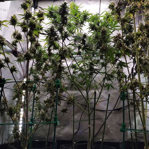 Mix Pack  #3 growlog photo: Defoliation before harvest 