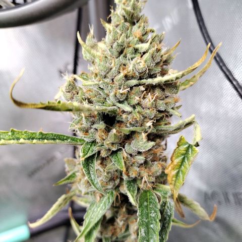 Banana Purple Punch  #4 growlog timeline photo