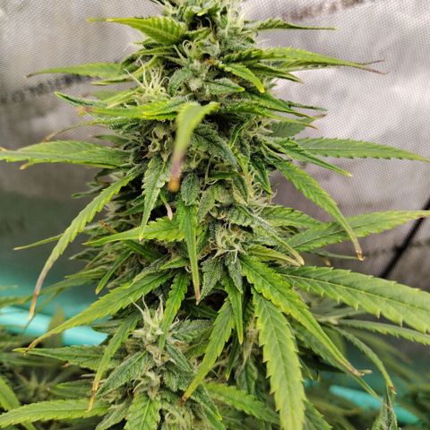 Mix Pack  #3 growlog timeline photo